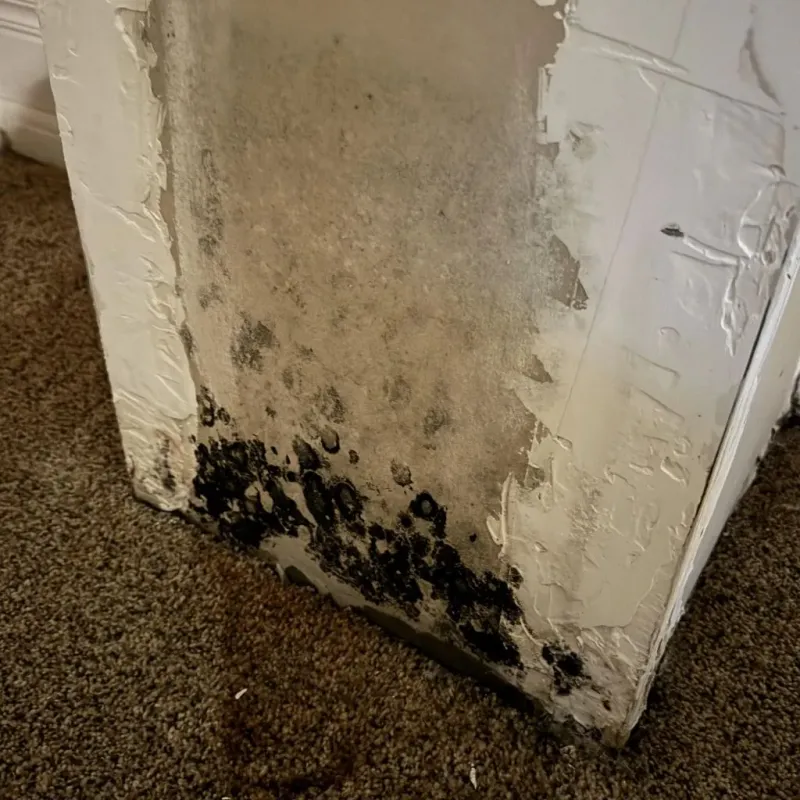 Professional Mold Removal in Moriarty, NM